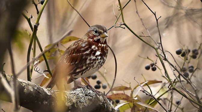 A Fox Sparrow encounter in central North Carolina